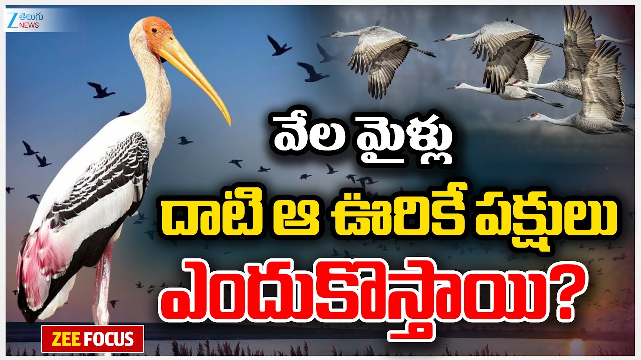 VeeraPuram Birds | ZEE Focus | వేల మైళ్లుదాటి ఆ ఊరికే పక్షులు ఎందుకొస్తాయి? | ZEE Telugu News
