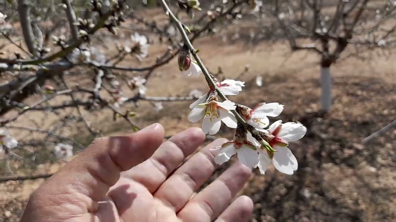 Penta, Makako y Avijor 2022. Almendros de floración extra-tardía. (Parte 1).@cebasfruit8898