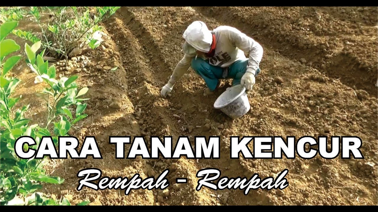 Cara Tanam Kencur | Rempah - Rempah | Spice