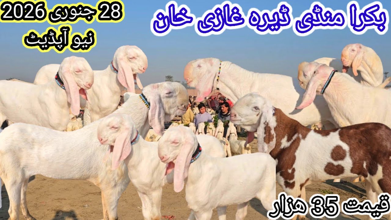 Today Video Bakra Mandi Dera Ghazi Khan | Qurbani 2026 Wale Rajanpuri Bakre | Farhan Goat Farm 