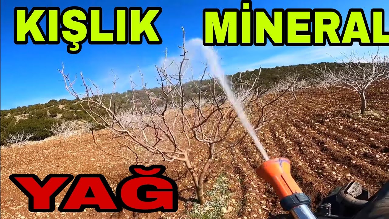 ANTEP FISTIKLARINA KIŞLIK MİNERAL YAĞ İLAÇLAMASI...