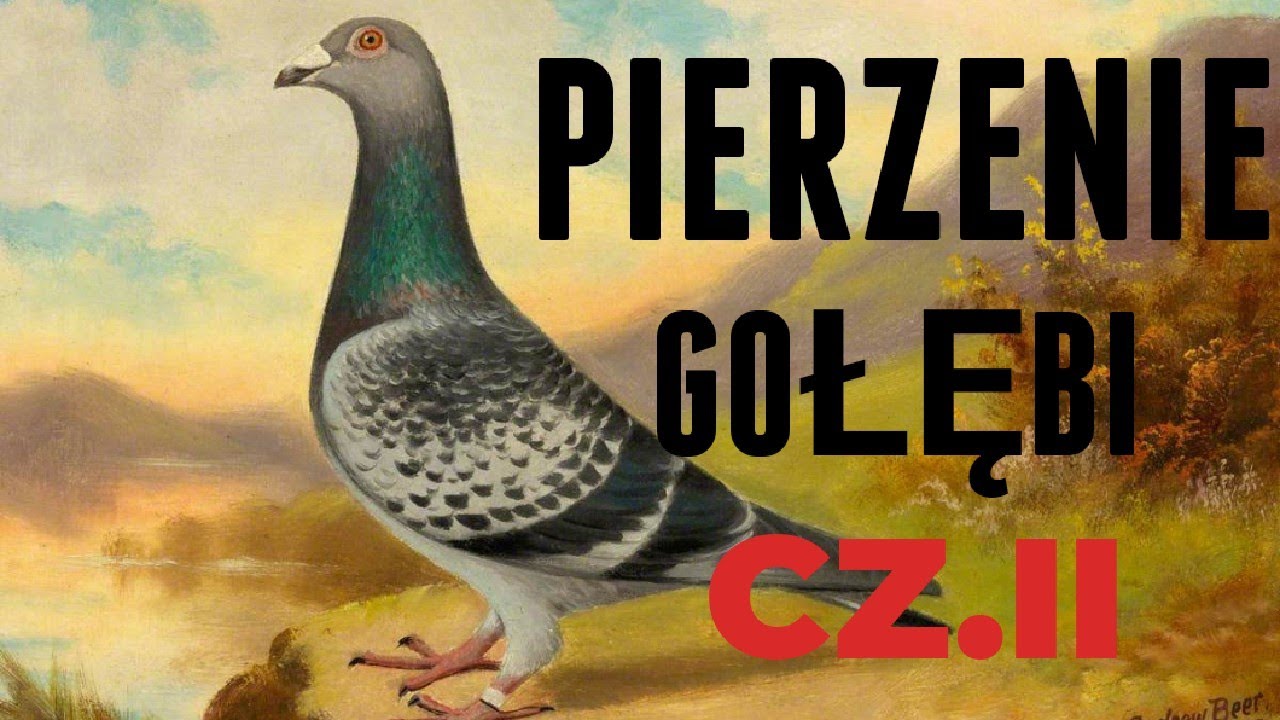Gołębie Pocztowe -Choroby a  Pierzenie cz.II(linki w Sekcji Komentarzy).