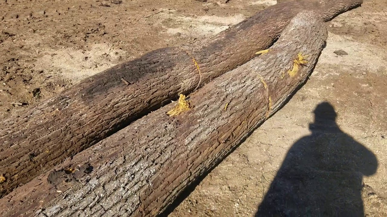 Large Walnut trees