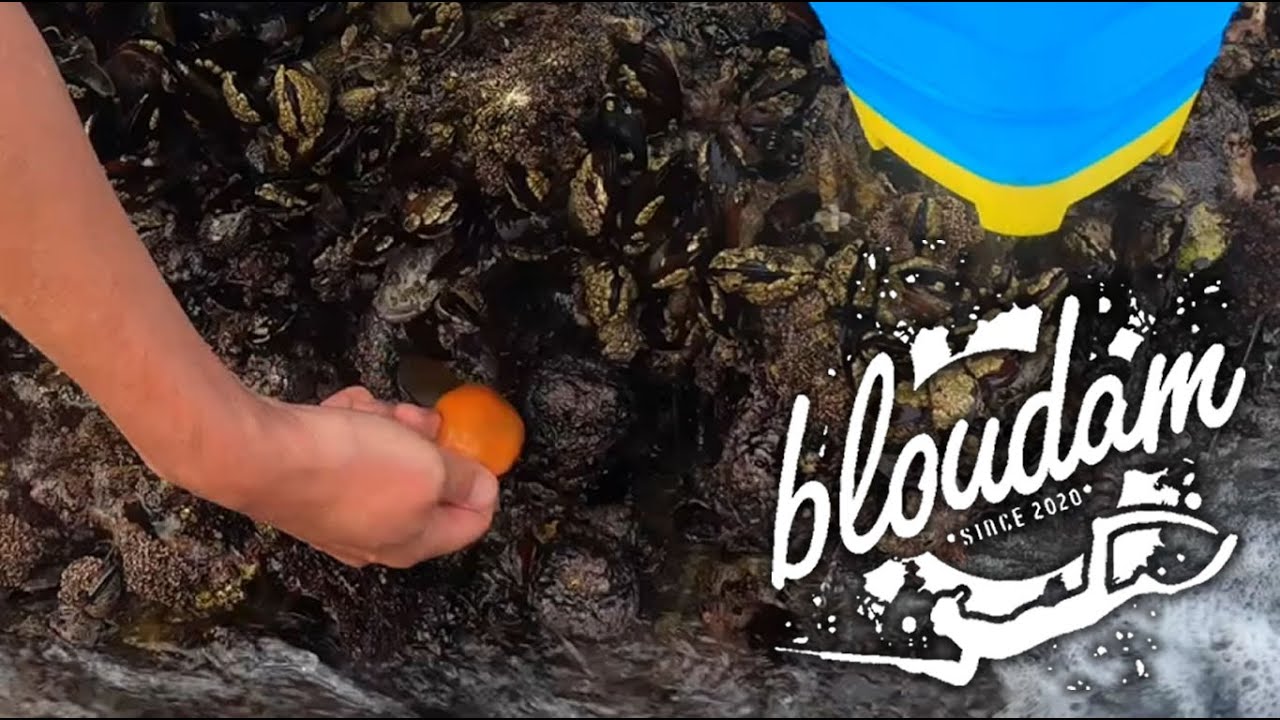 HOW TO CUT AND FISH WITH RED BAIT - GALJOEN AND MUSSEL CRACKER FISHING