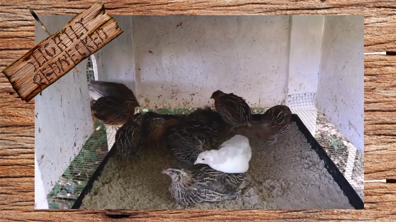 Do Quail Need Dust Baths? - The SR Quail Update 7-10-17