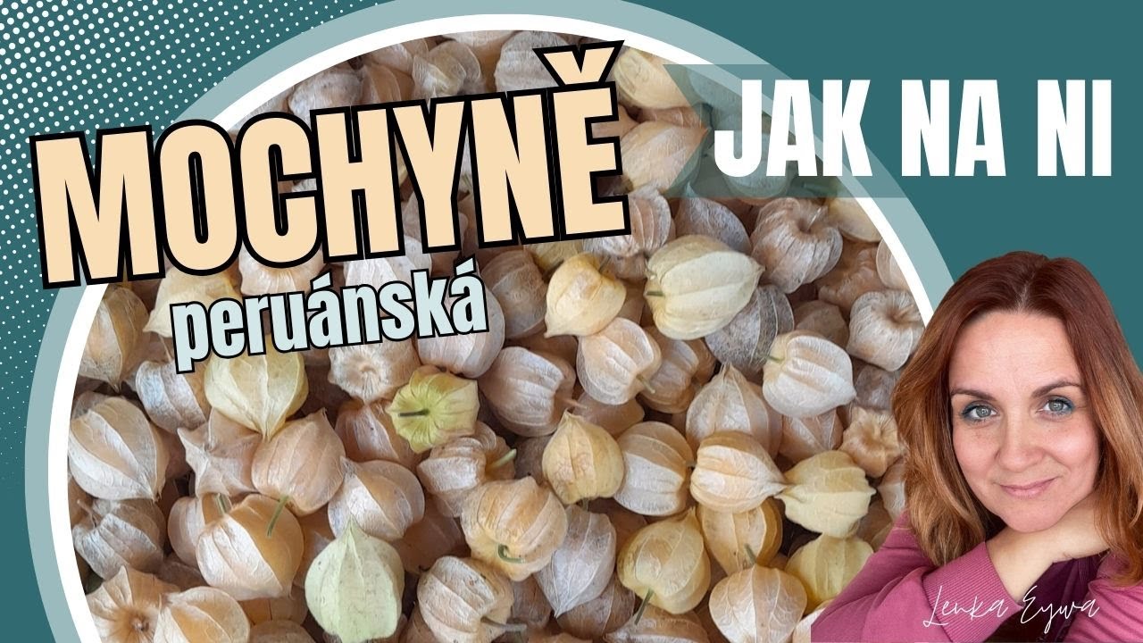 Mochyně peruánská - jak na ni