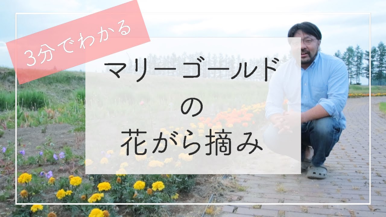 3分でわかるマリーゴールドの花がら摘み