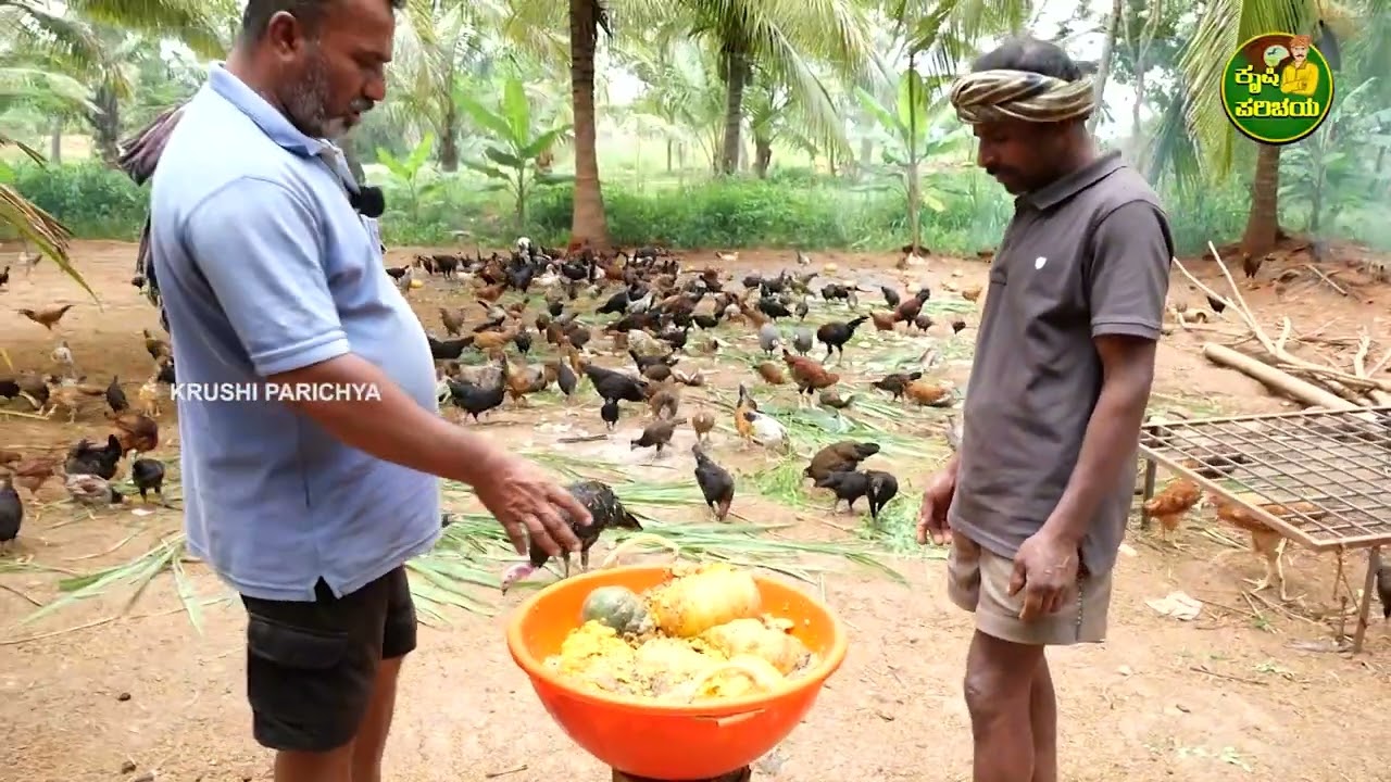 Successful natikolli farming //ನಾಟಿ ಕೋಳಿ ಸಾಕಿ  ಹೆಚ್ಚು ಆದಾಯ ಗಳಿಸುತ್ತಿರುವ ರೈತ