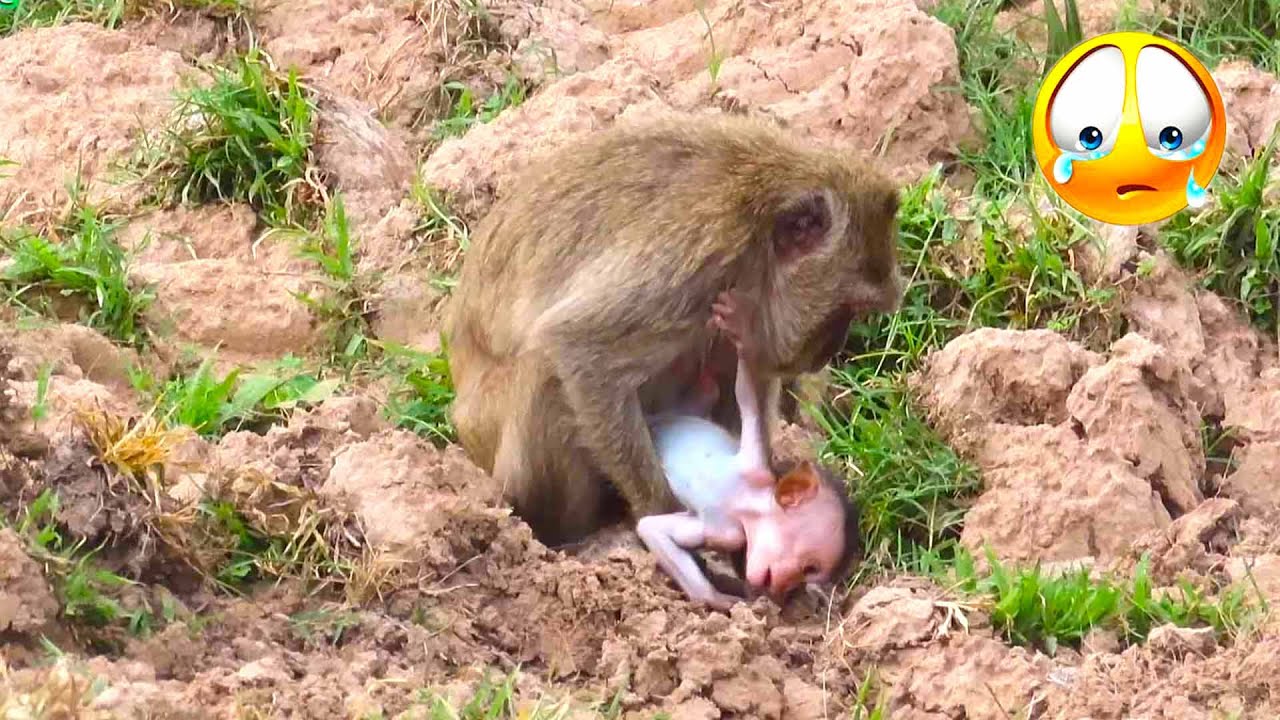 Pitiful baby Vigo was not allowed to leave her mama by her mom, leaving her weak and malnourished