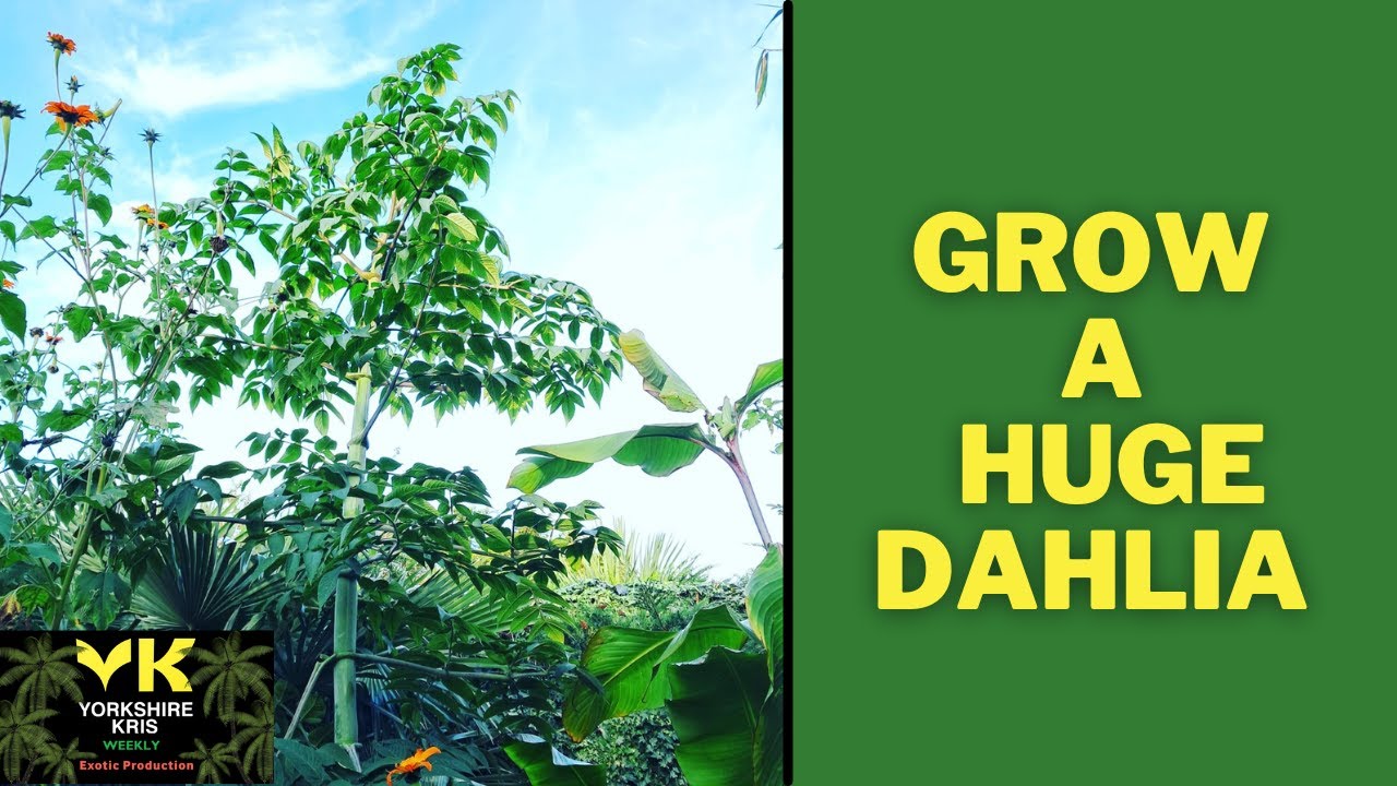 Tree Dahlia growing guide