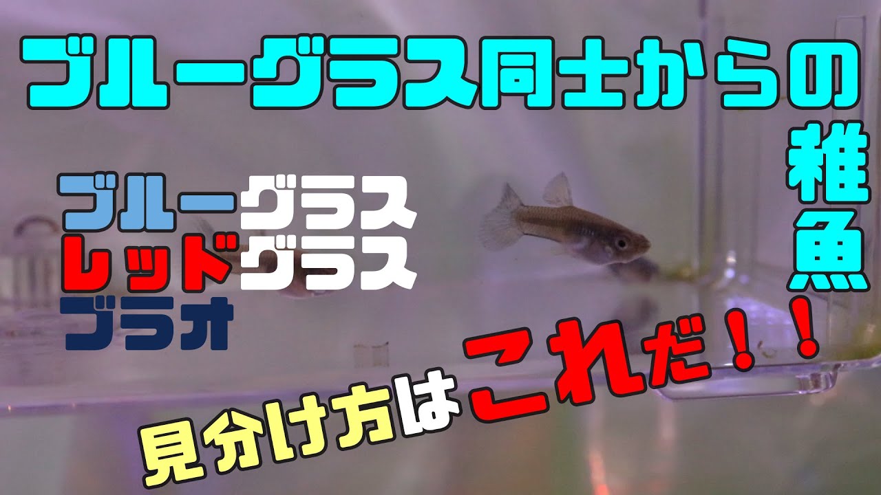ブルーグラス×ブルーグラスからの稚魚　見分けるコツはこれだった！