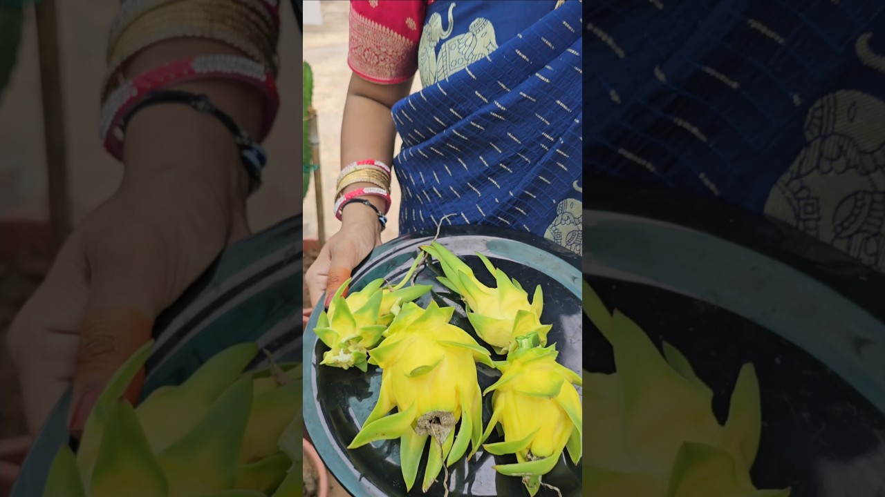 yellow dragon fruits harvesting #dragonfruits #mygarden #organicfarming #garden #shorts #viralvideo