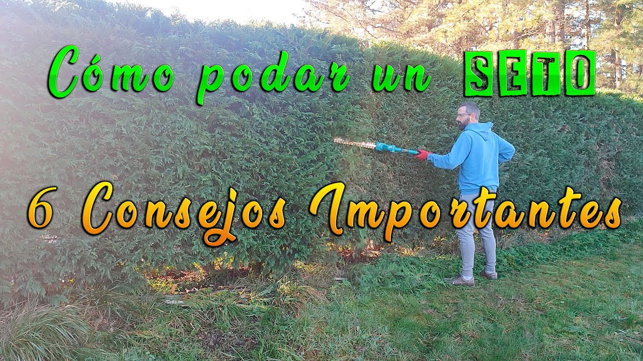 CÓMO PODAR SETOS. 6 CONSEJOS IMPORTANTES || Evolución Forestal