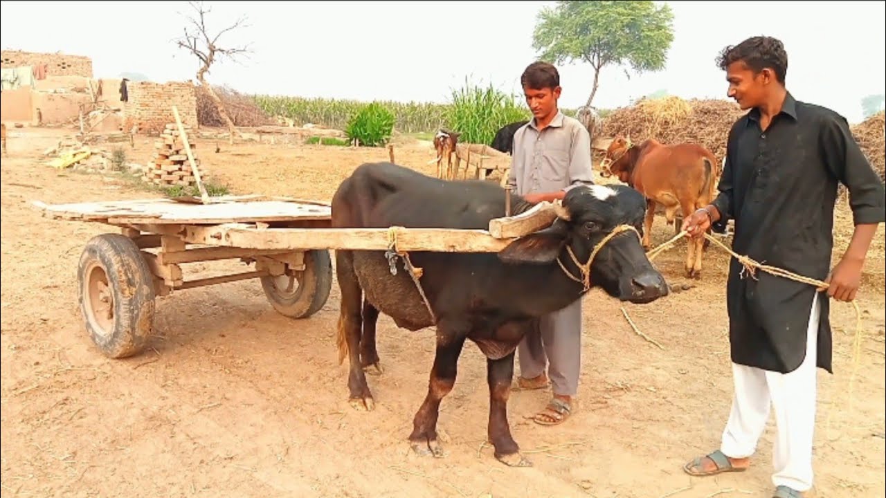 Village life style of Punjab|Buffalo Cart||Sajid Hussain.