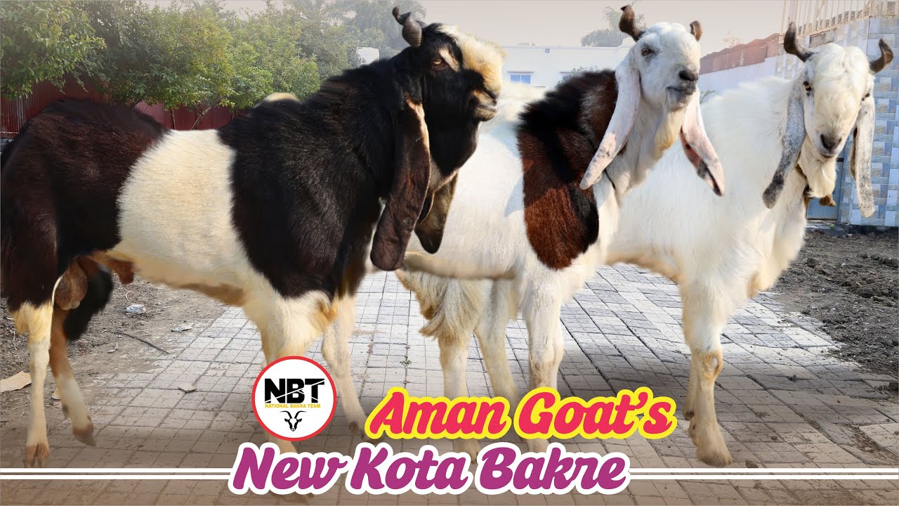 New Kota Bakre At Aman Goat’s 