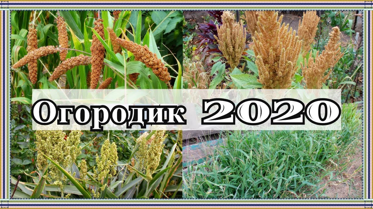 Птичий огородик 2020. Хроники.