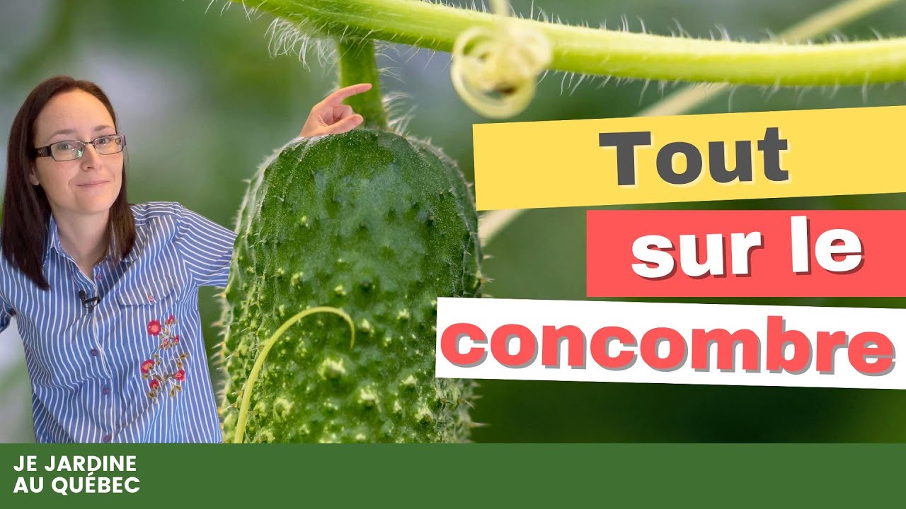 8 faits intéressants sur le CONCOMBRE