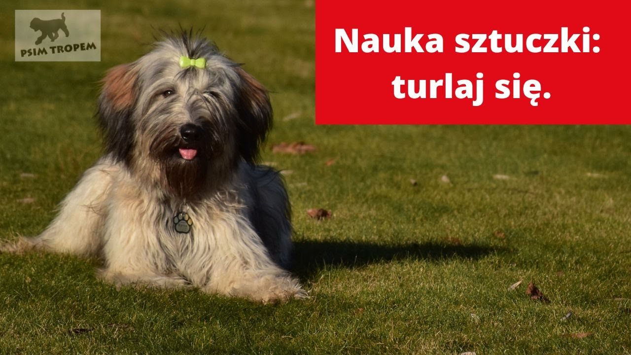 Psia sztuczka - nauka turlania.