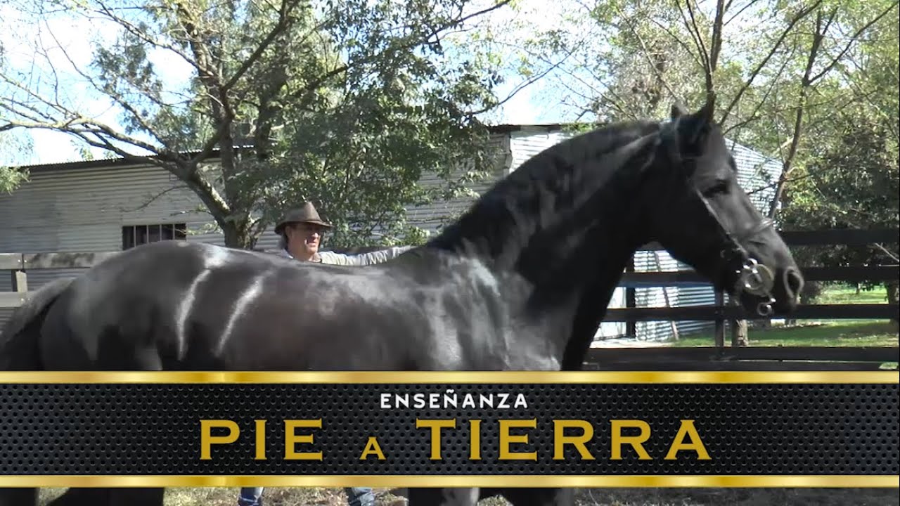 CURSO ON-LINE CERTIFICADO - ENSEÑANZA PIE A TIERRA.