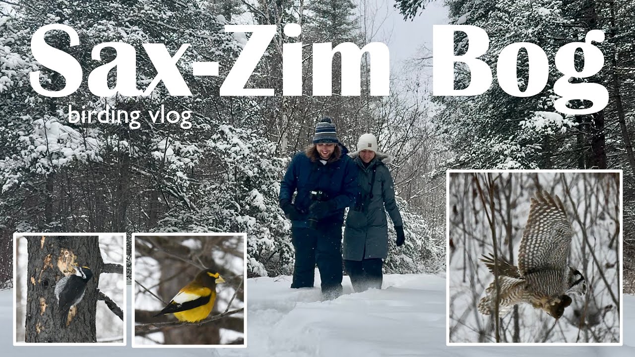 birding again in Sax-Zim Bog ❄️🦉