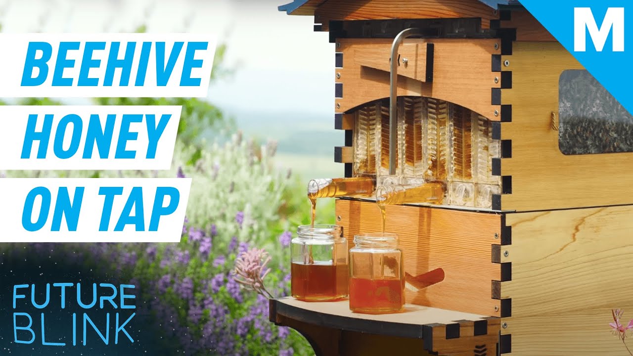 This Smart Beehive Harvests Honey Automatically | Future Blink
