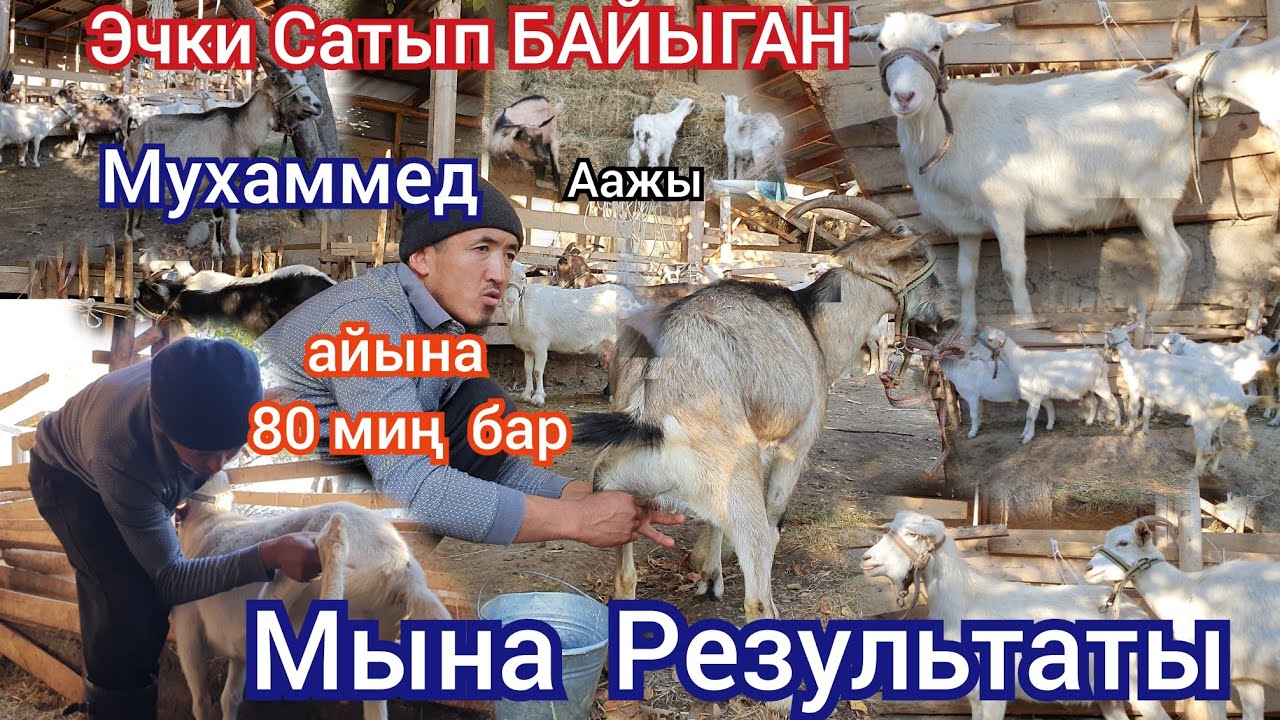Сүт  Багытында Эчкилер Таласгүл Мухаммед аажы 30 баш  Сатууга Чыкты