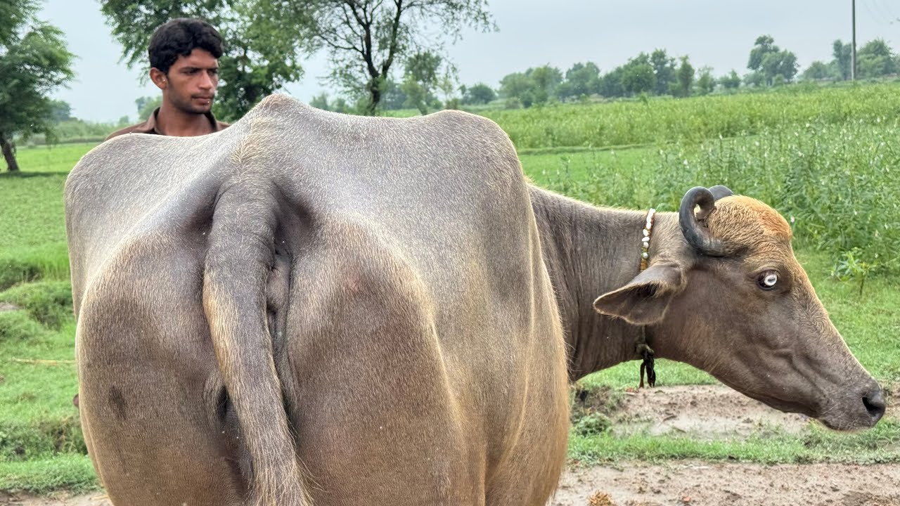 چوہدری شبیر احمد لاہور رتی لال بھوری بھینس 2جنوری | Top Nilli High Milking Buffalo for sale 