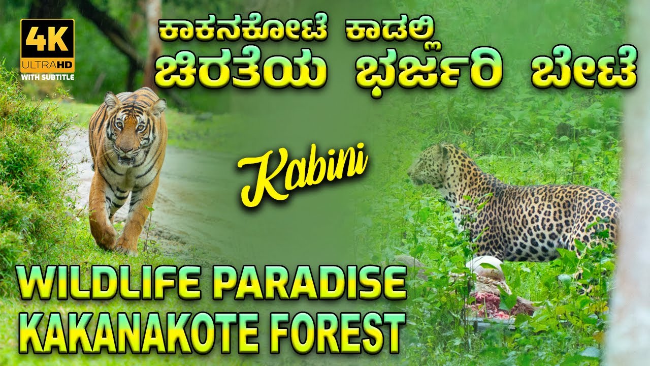 Wildlife Paradise | Close Encounters with Wild Animals #kabini #wildlife #safari #kabinisafari