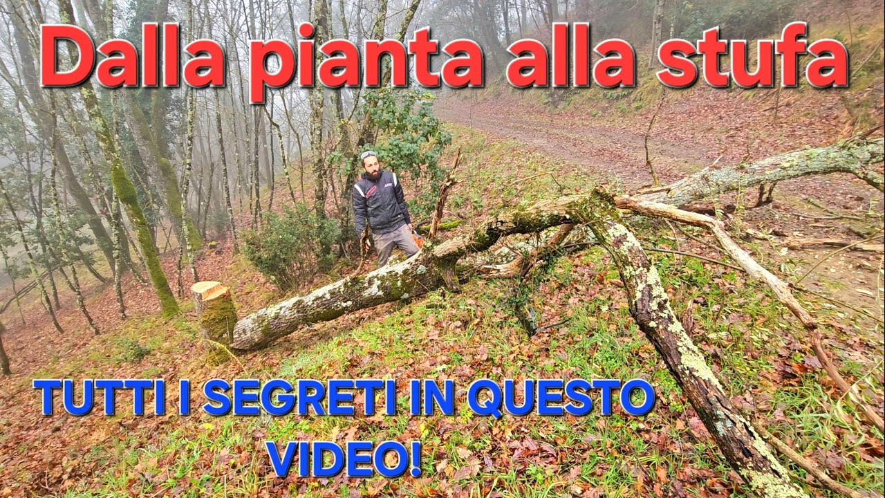 Abbattimento spacco e stagionatura: così la tua legna da ardere sarà perfetta!