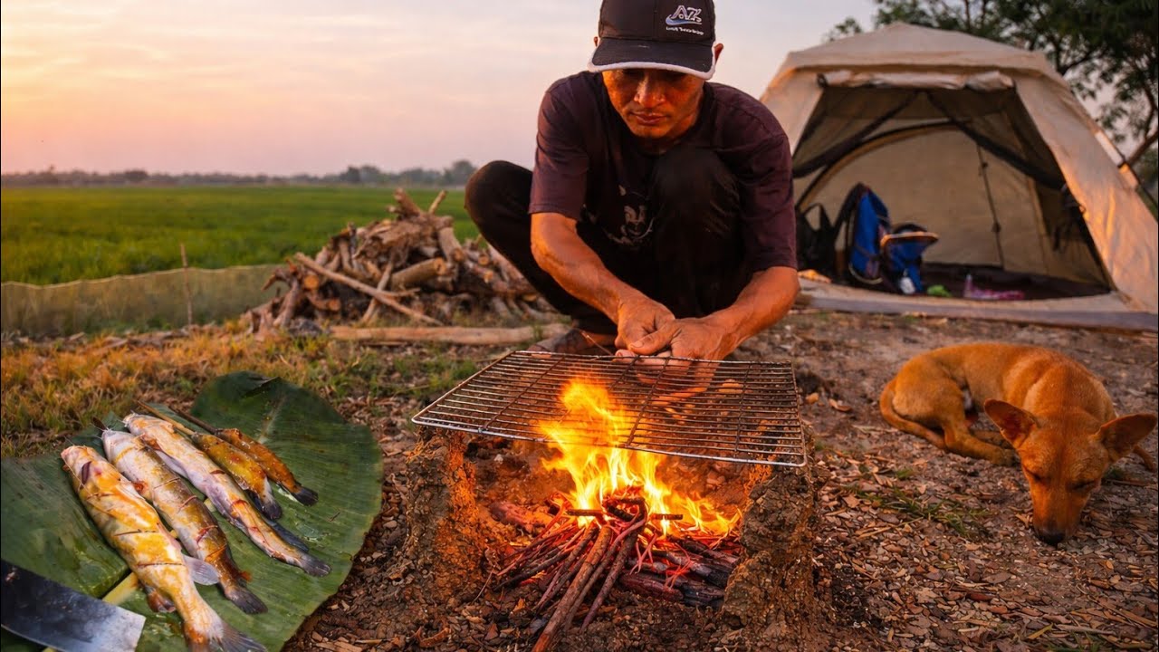 Camping in the rice fields by the river | Fishing and outdoor cooking 