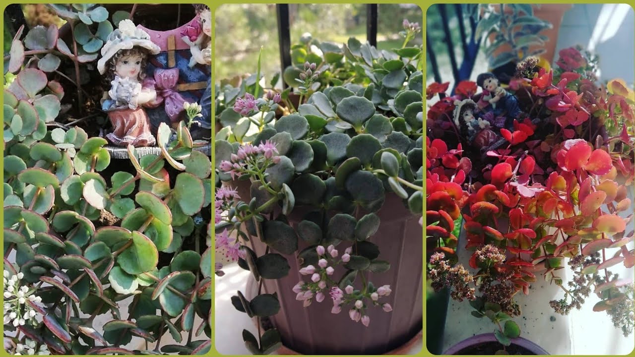 Balkon Çiçeklerim  Balcony Flowers sedum sieboldi  kış bakımı bahara hazırlık
