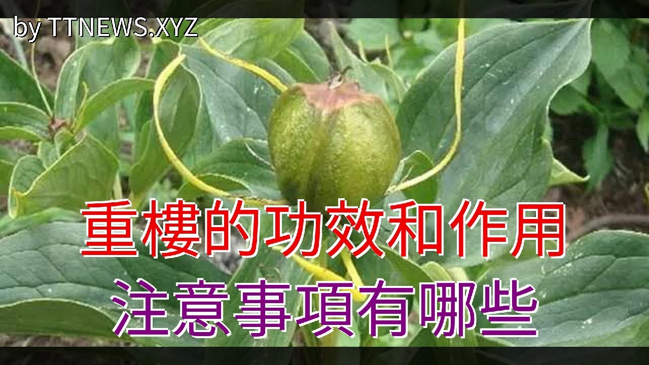 重樓的功效和作用，注意事項有哪些