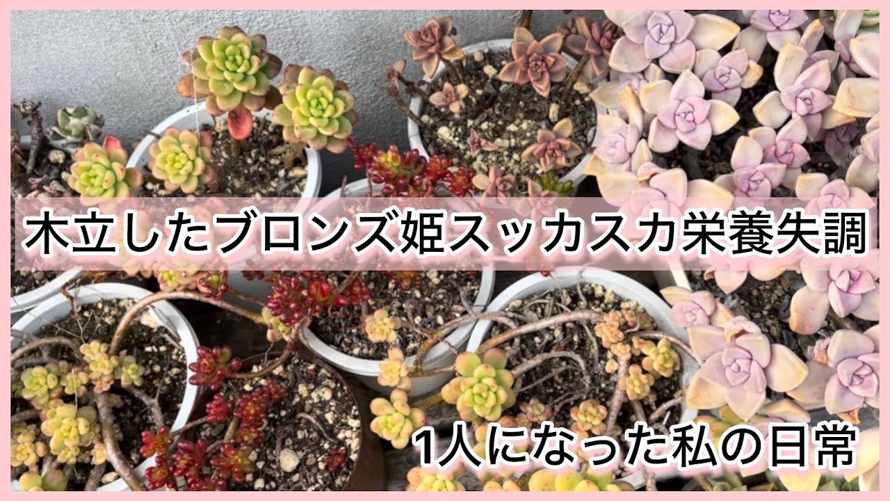 [多肉植物]ブロンズ姫スッカスカ〜栄養失調〜全部カットでお纏め丼^_^1人になった私の戯言