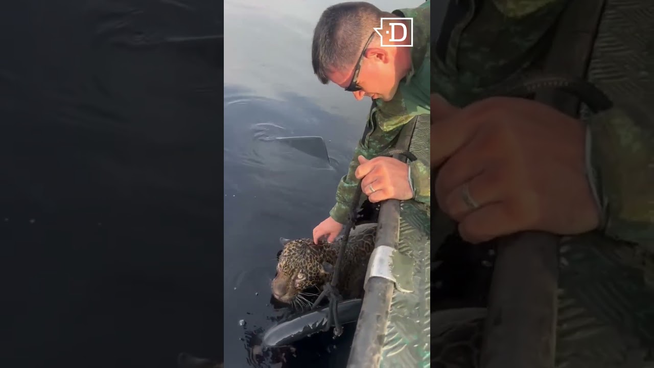 Un jaguar herido a bala fue rescatado del r&iacute;o Amazonas en Brasil tras ser hallado nadando agotado en