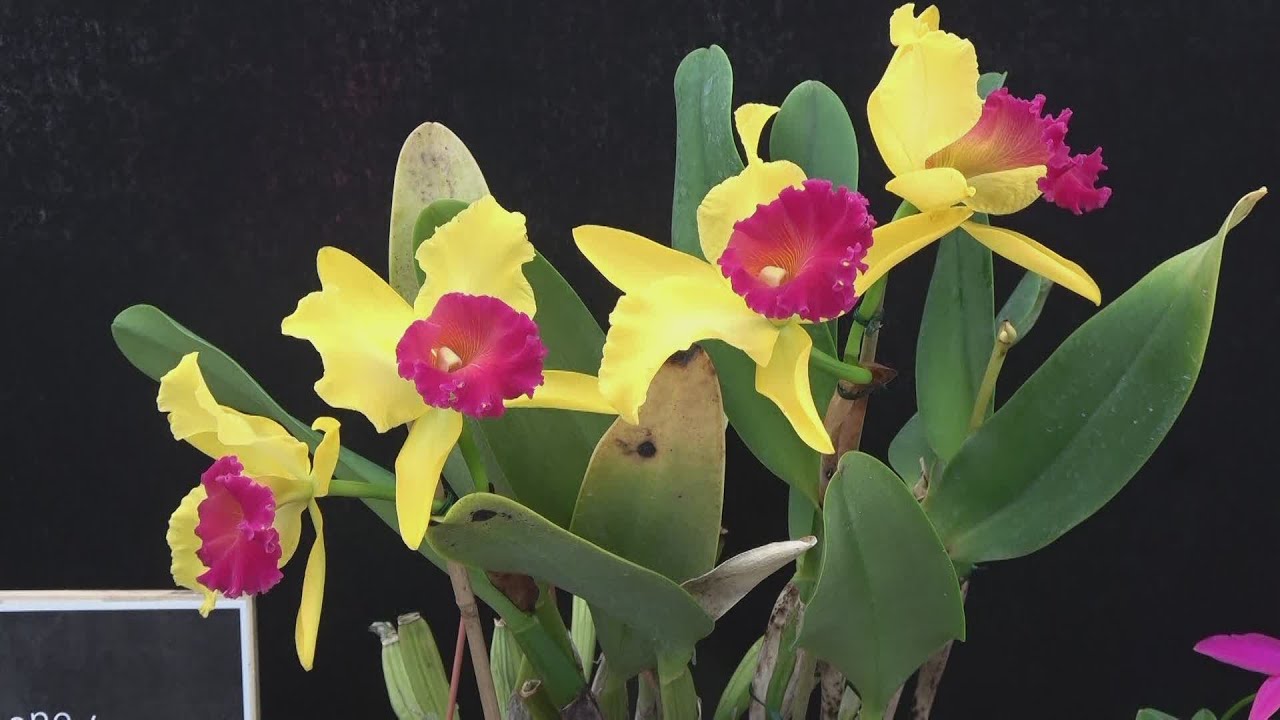 Le orchidee più rare alla mostra da Mati 1909