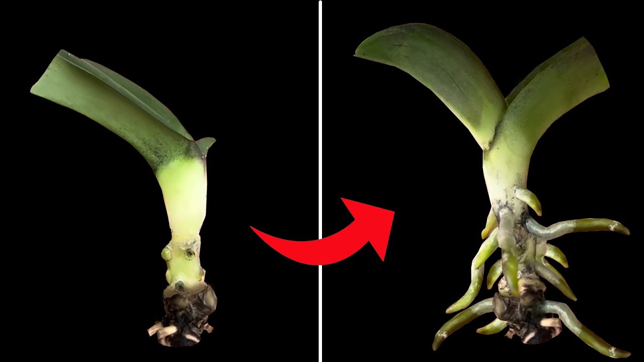 Mengatasi Daun Anggrek Menguning & Akar Kering Agar Bisa Subur Kembali