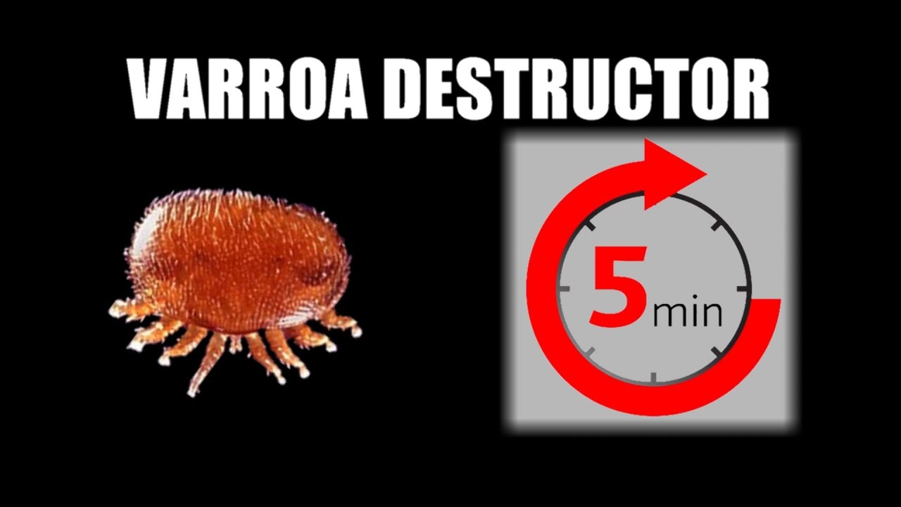 Le Varroa en 5 min ! (non, c'est en 13 min, mais ça passe crème)