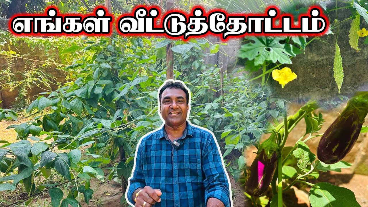 எங்கள் வீட்டுக் காய்கறி தோட்டம் | Home Garden Tour | Jaffna | Thedal | Jaffna Vlogs #Jaffnayoutubers
