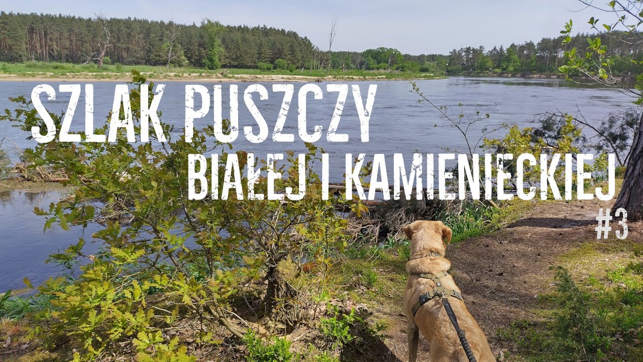 Szlak Puszczy Białej i Kamienieckiej #3: mordownia wzdłuż Bugu