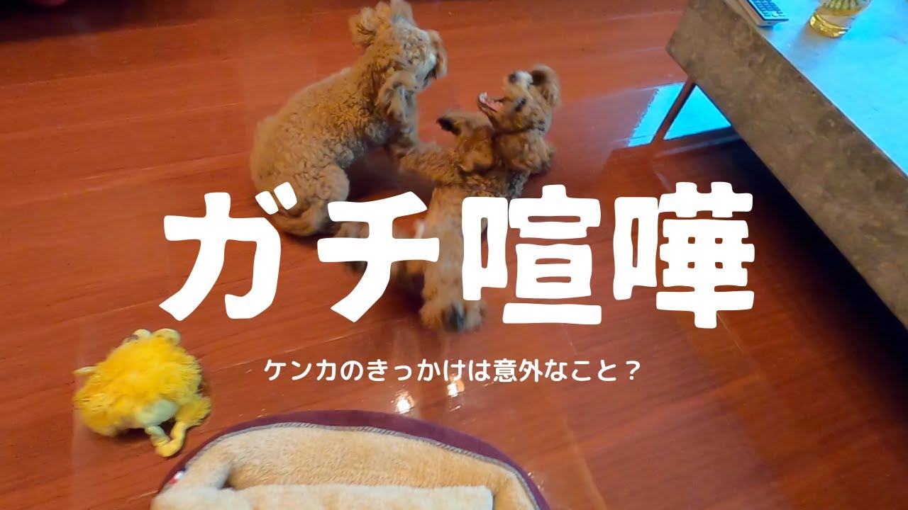 【閲覧注意】トイプードルのガチ喧嘩...原因は？