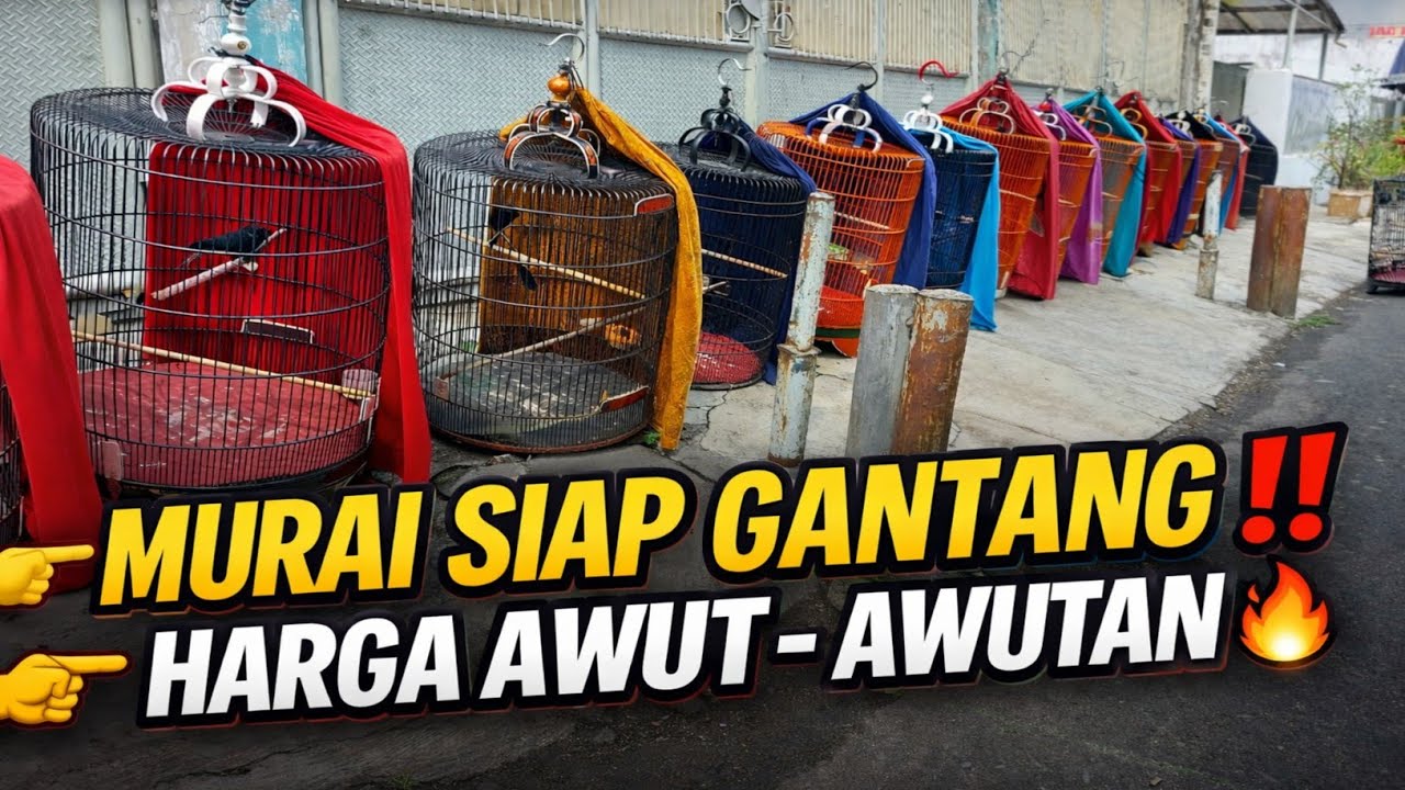 JADI SEMEWAH INI‼️MURAI BATU PROSPEK SIAP GANTANG 🔥 DI GALERY MURAI JAKARTA