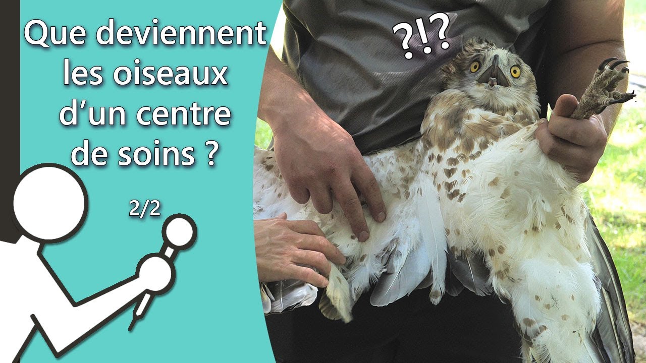 Que deviennent les oiseaux d'un centre de soins ? Les Secouristes de la faune sauvage #3 [2/2]