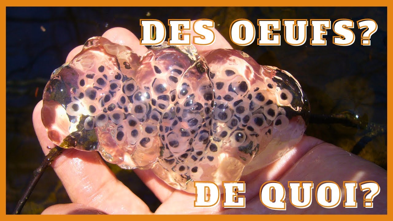 Sachez reconnaître les oeufs d'amphibiens (et autres) printaniers!
