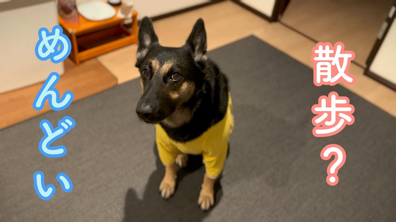 朝の散歩がめんどくさい愛犬。でもオヤジが一緒に行く日はこうなりますｗ
