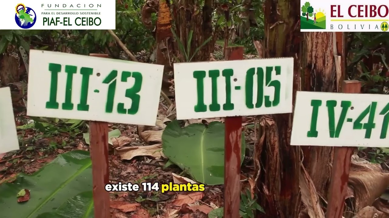 Tipos de Cacao del programa mejoramiento genético del Cacao   manejadas por PIAF EL CEIBO