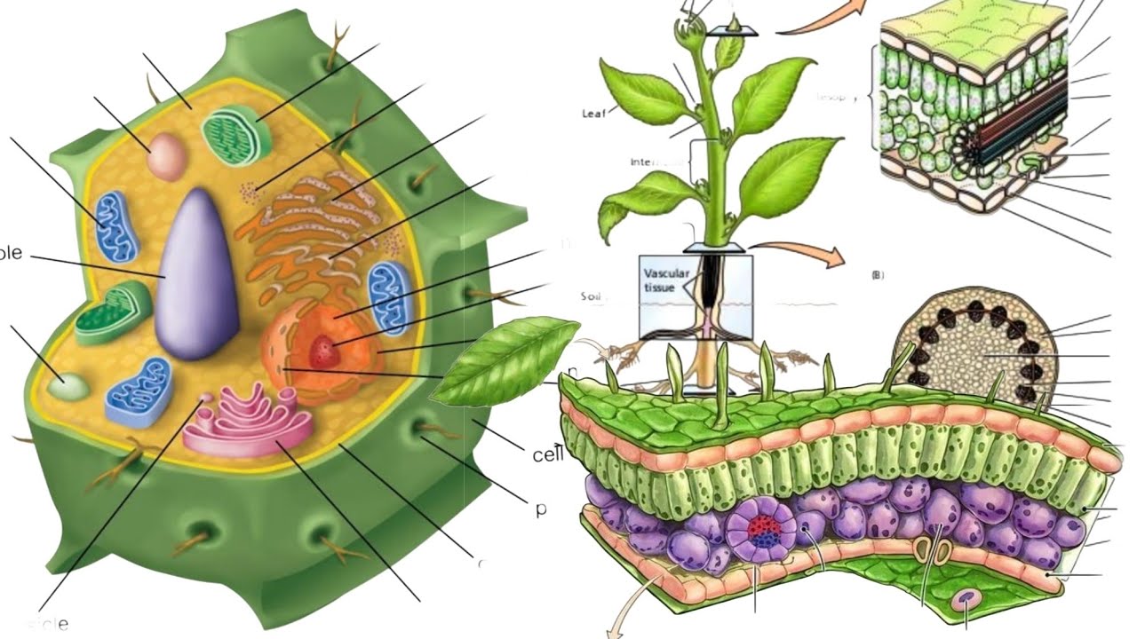 Plant Anatomy Introduction , Plant Cell wall & Cell Membrane | مقدمة الأناتومي • بوتاني 