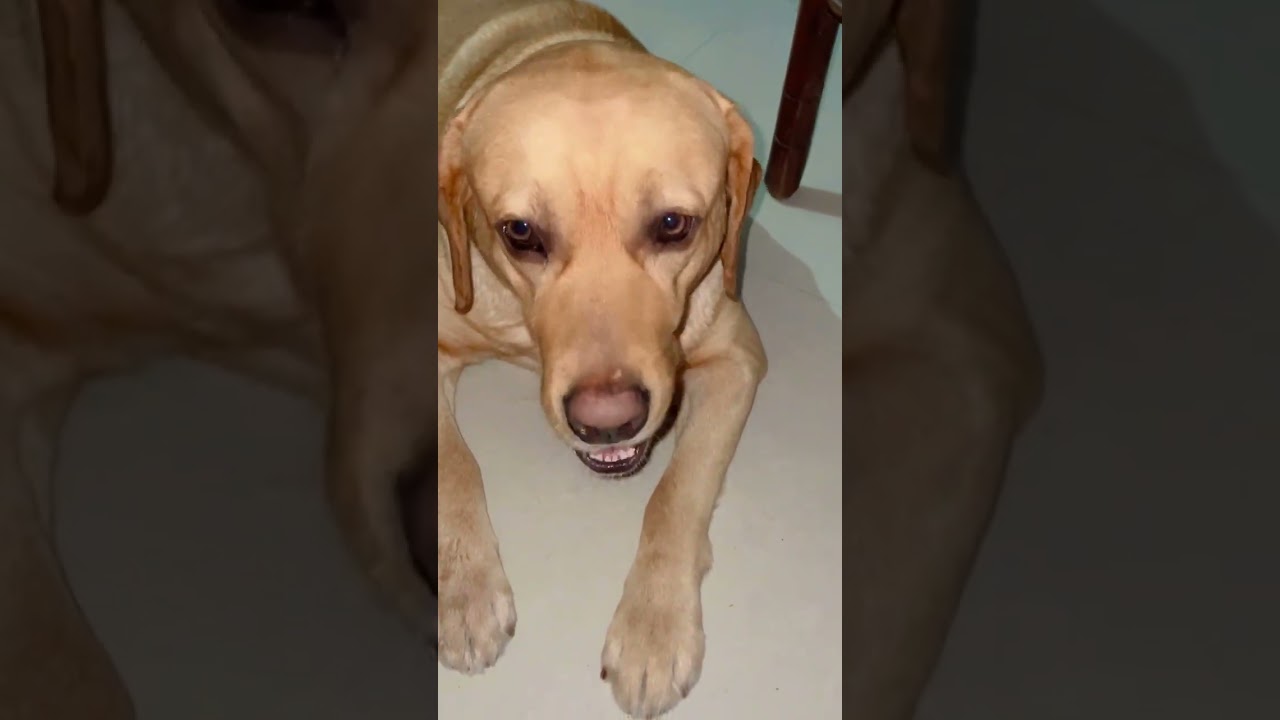 Broody TV pr aa gya aaj 😂❤️