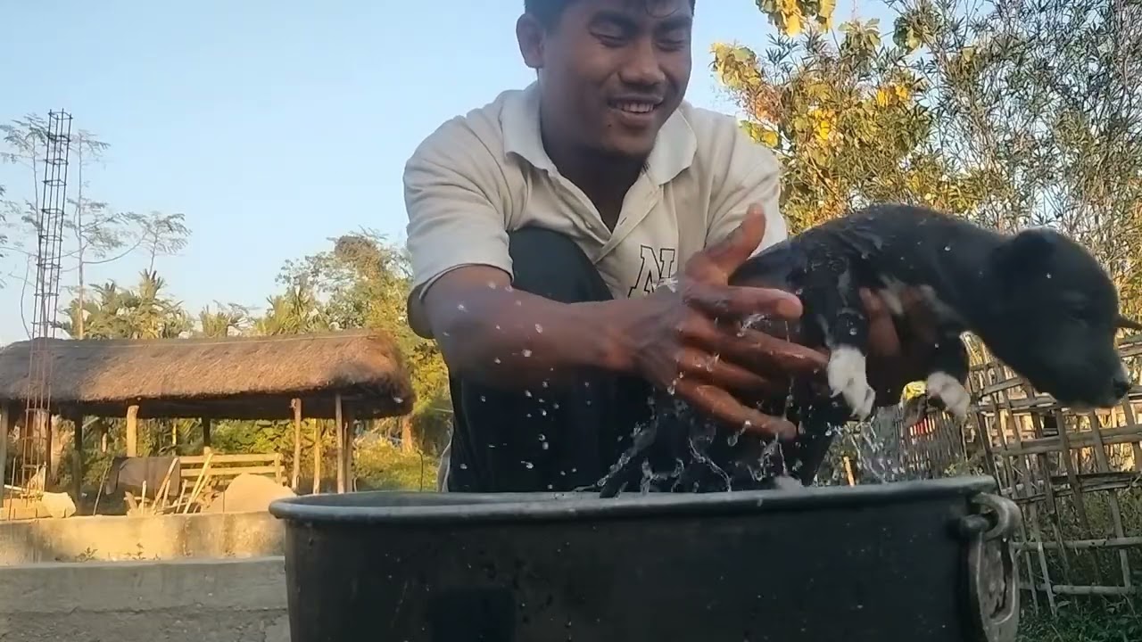 Apor chepadam || lang panglu puppy phan||