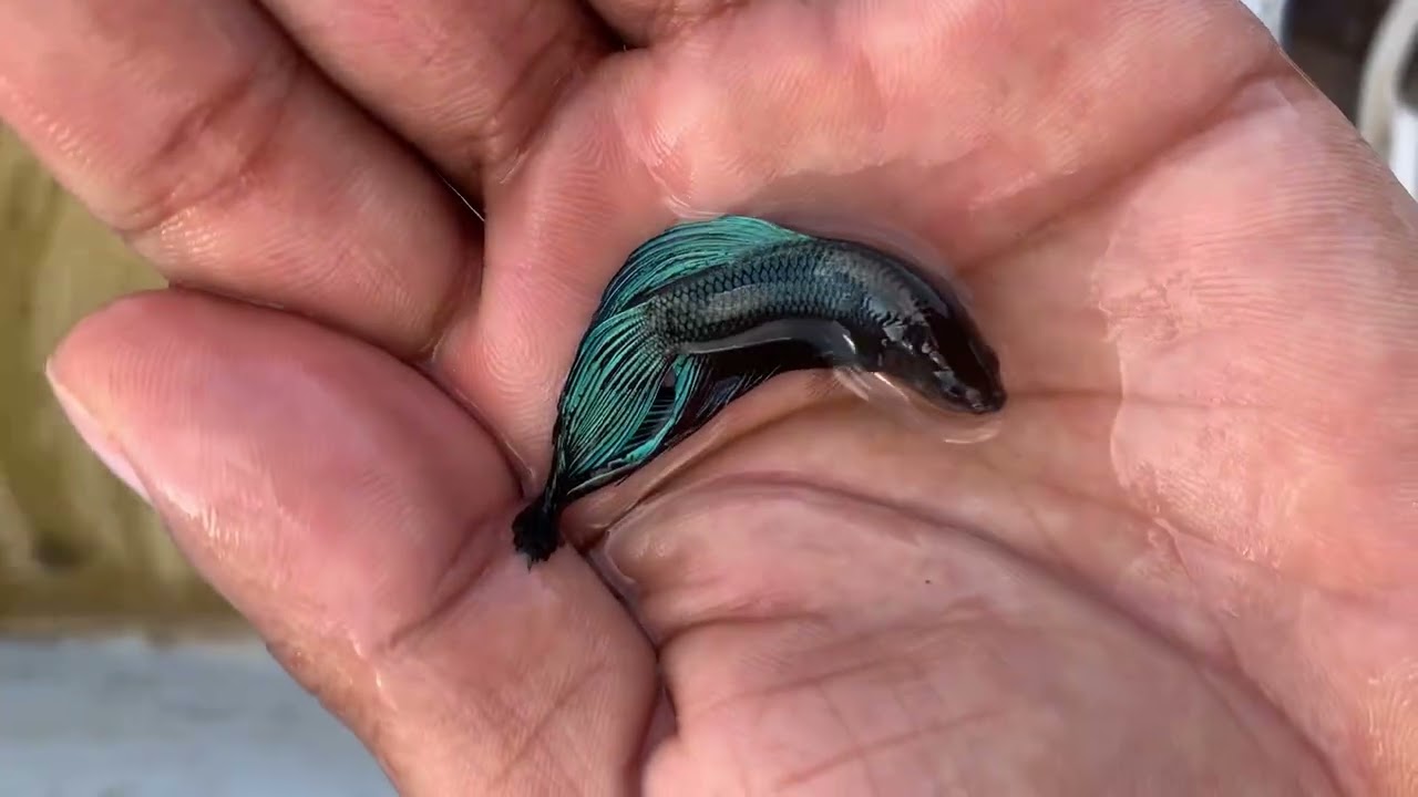 NI CUANTO HUEVO DE BETTA Y QUÉ COME MI BETTA DE PELEA
