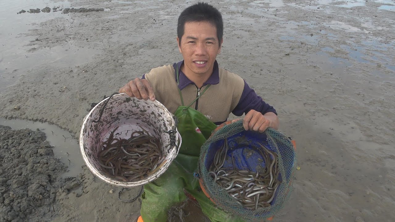 80元一斤的米鳝，小池冷冻一早上挖到13斤，整片滩地都是钱的味道